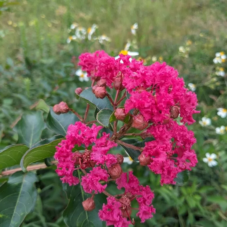 Tree Red Crepe Myrtle (Lagerstroemia Indica Red Rock)