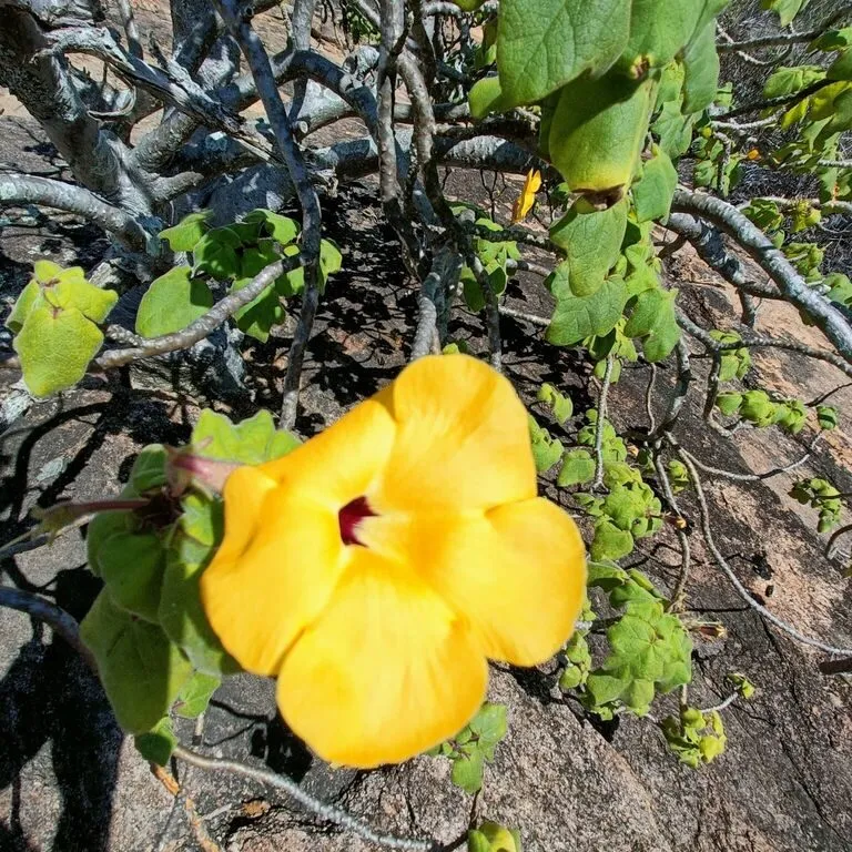 Unicorn Tree (Uncarina Grandidieri)