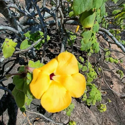 Unicorn Tree (Uncarina Grandidieri)