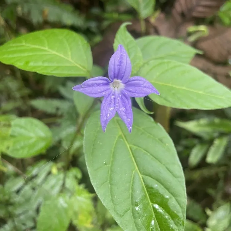 Violet (Browalia Speciosa)