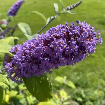 Violet Butterfly Bush (Buddleia Davidii Violet)
