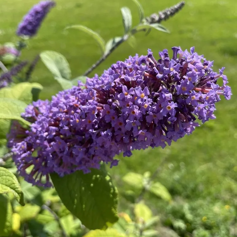 Violet Butterfly Bush (Buddleia Davidii Violet)