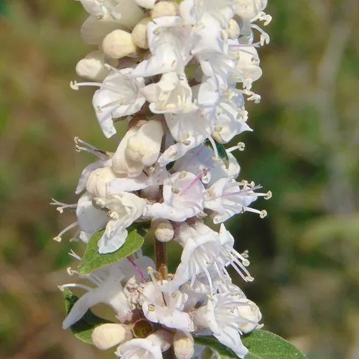WHITE CHASTE TREE (VITEX AGNUS ALBA)