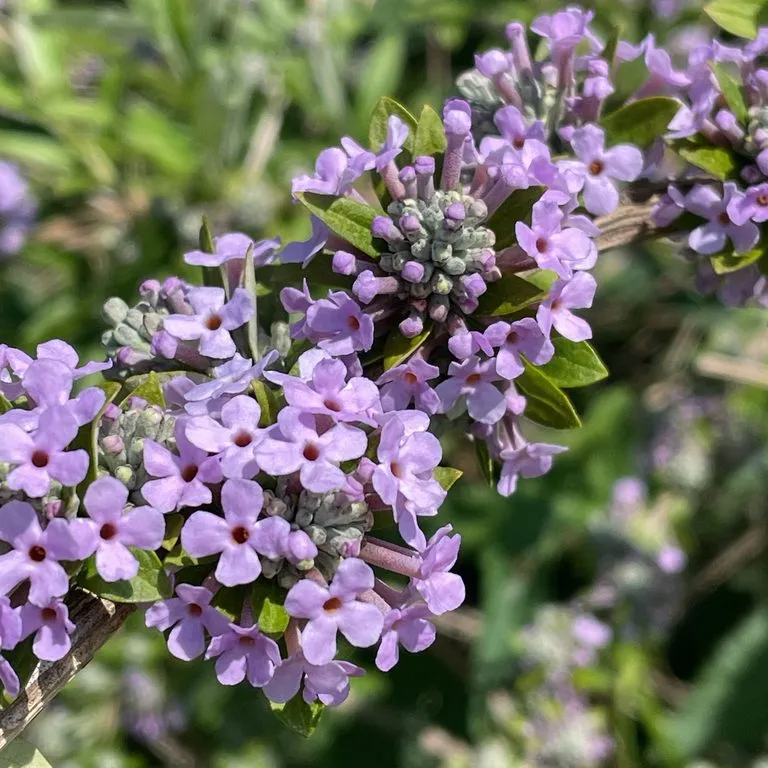 Weeping Butterfly Bush (Buddleia Alternifolia)