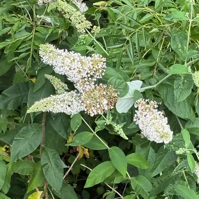 White Butterfly Bush (Buddleia Davidii White)