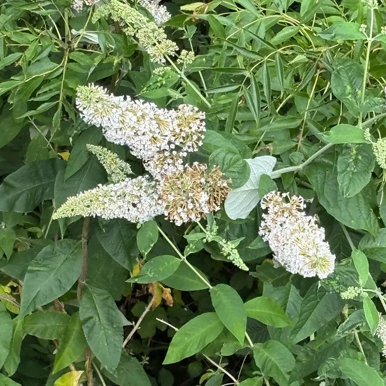White Butterfly Bush (Buddleia Davidii White)