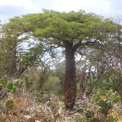 White Flamboyant Tree (Delonix Decaryi)