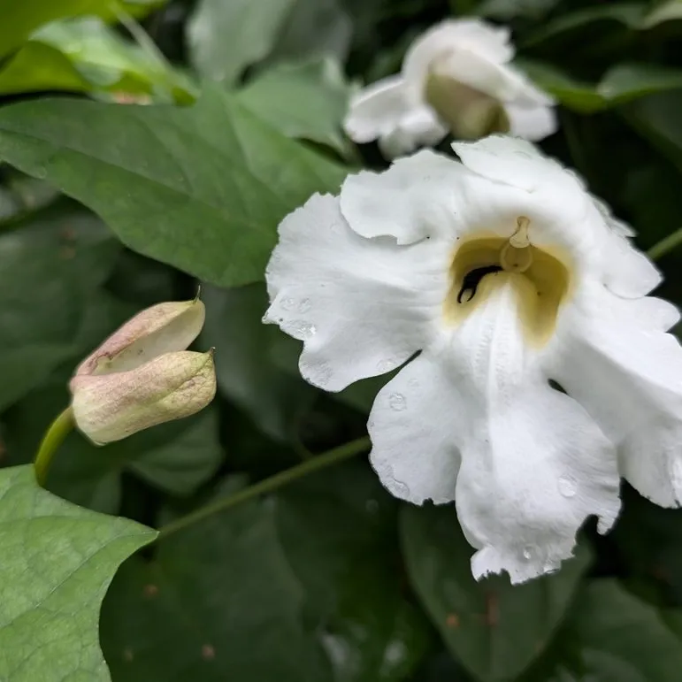 White (Thunbergia Grandiflora Alba)