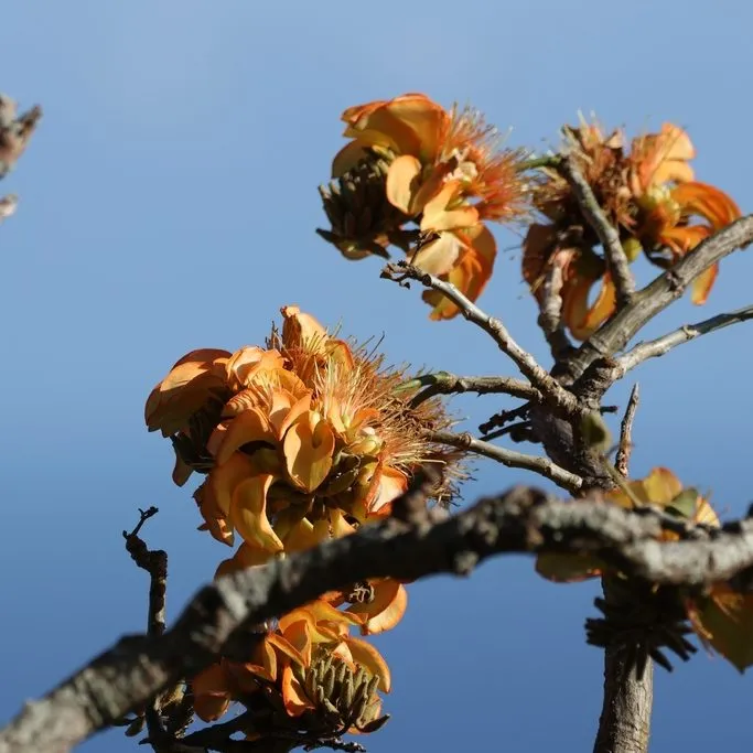 Wiliwili (Erythrina Sandwicensis)