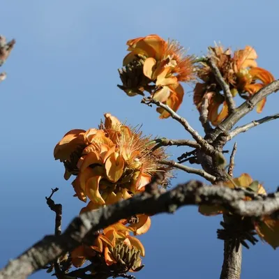 Wiliwili (Erythrina Sandwicensis)