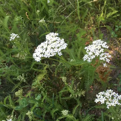Yarrow (Achillea Mixed)