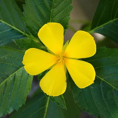 Yellow Ader (Turnera Ulmifolia)