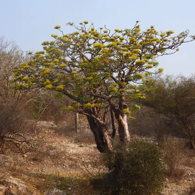 Yellow Flamboyant Tree (Delonix Floribunda)