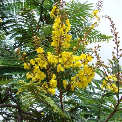 Yellow Jacaranda (Peltophorum Dubium)