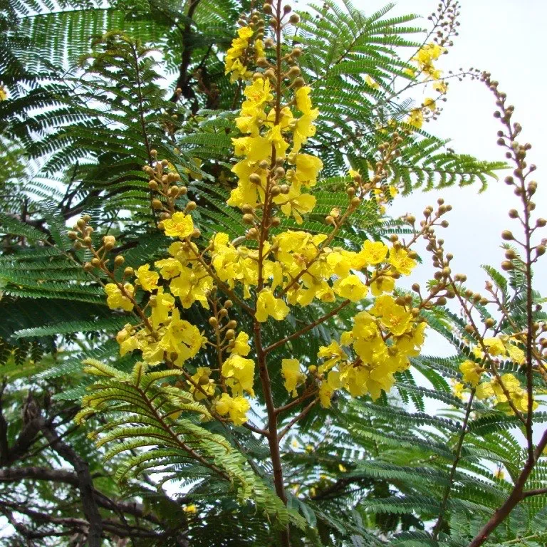 Yellow Jacaranda (Peltophorum Dubium)