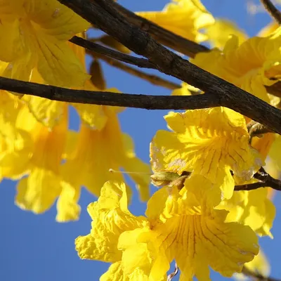 Yellow Tabebuia (Tabebuia Chrysantha)