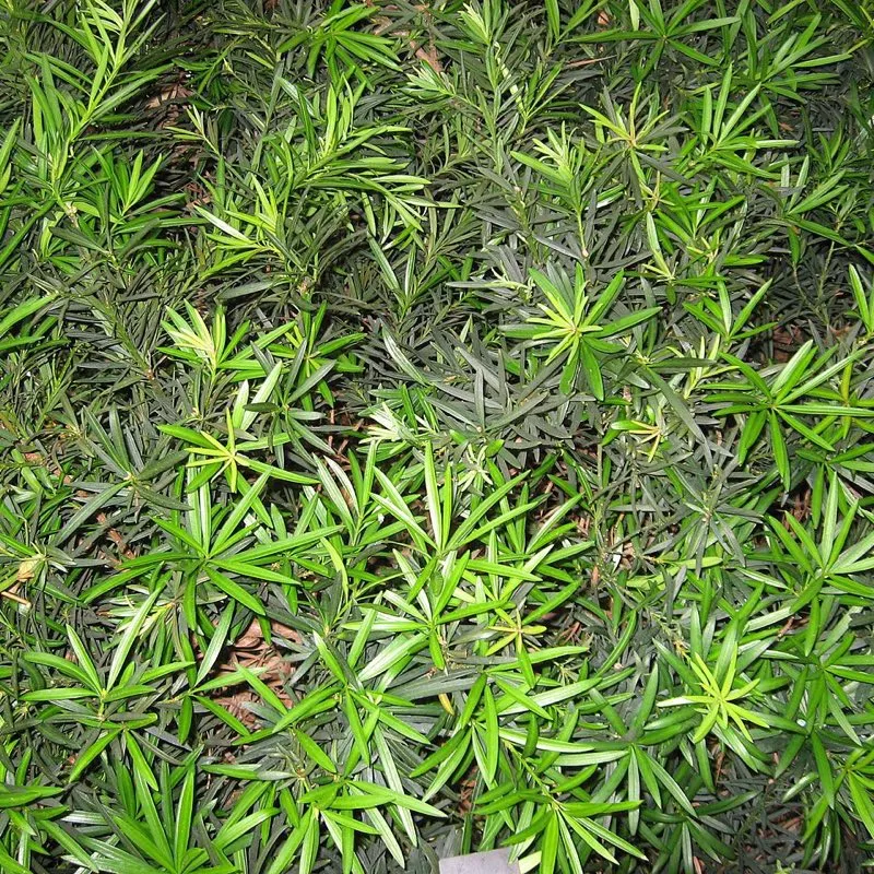 Yew Plum (Podocarpus Macrophyllus)