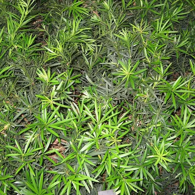 Yew Plum (Podocarpus Macrophyllus)