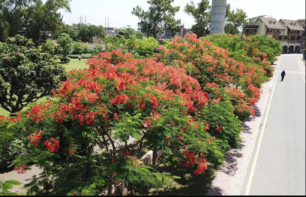 DREAM GARDEN LAHORE Plants Sell in Pakistan Plants site