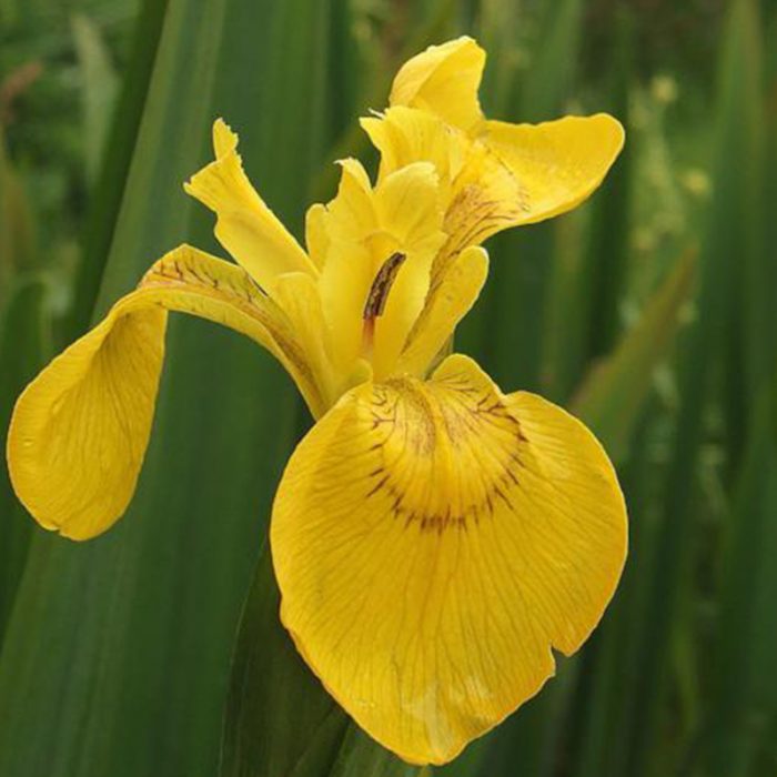 Flag iris - Iris Pseudocorus