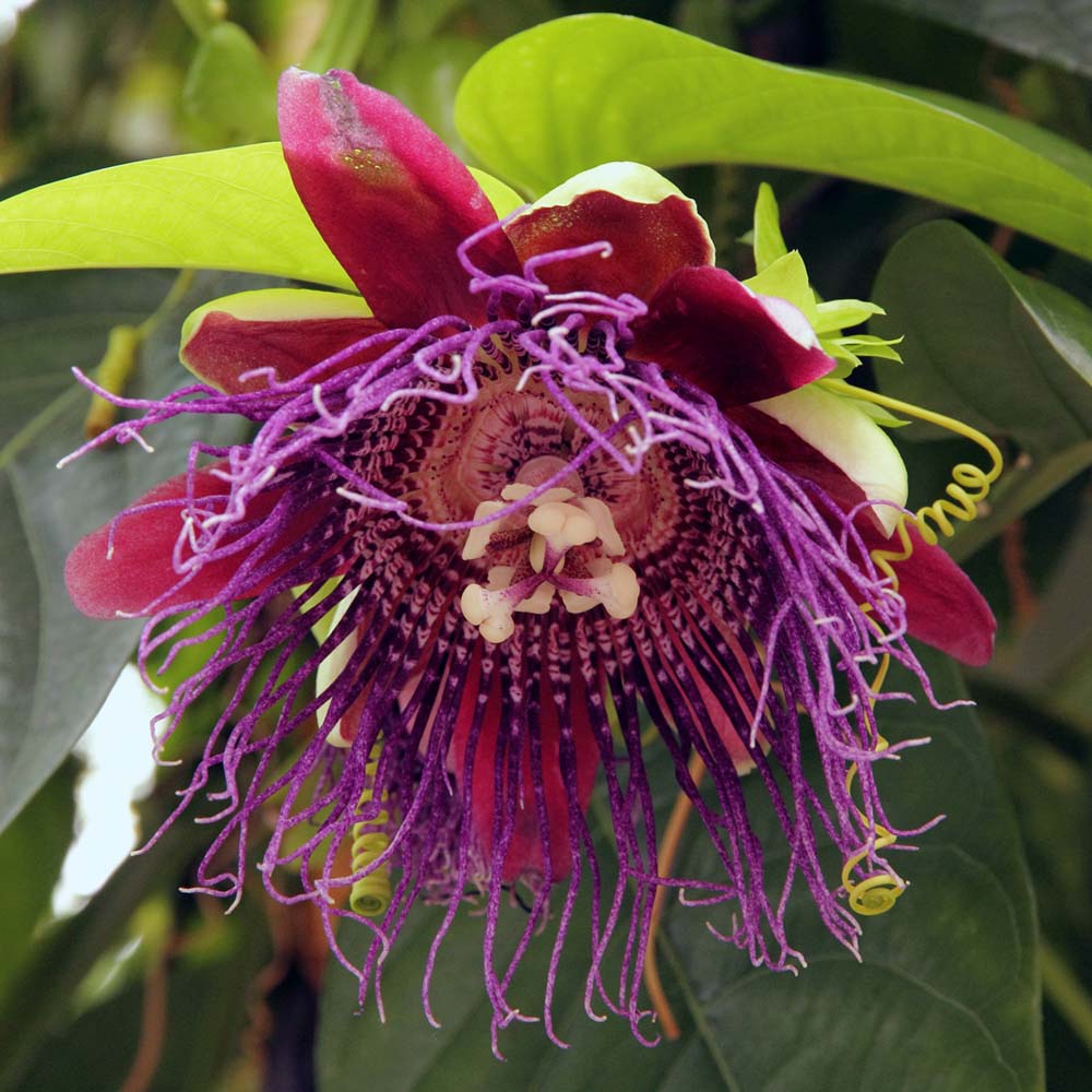 Passiflora Quandrangularis - Giant Grandilla - Buy Plants Online ...